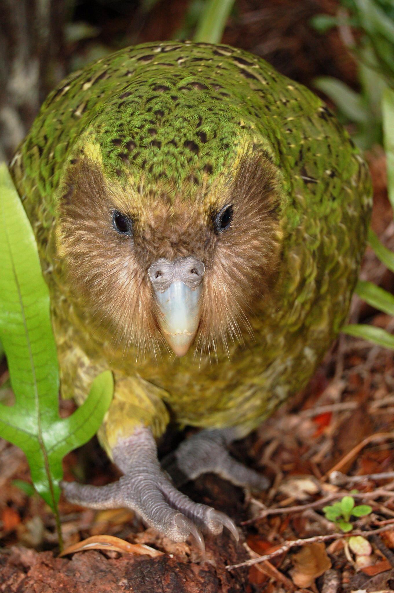 Kakapo Vogel