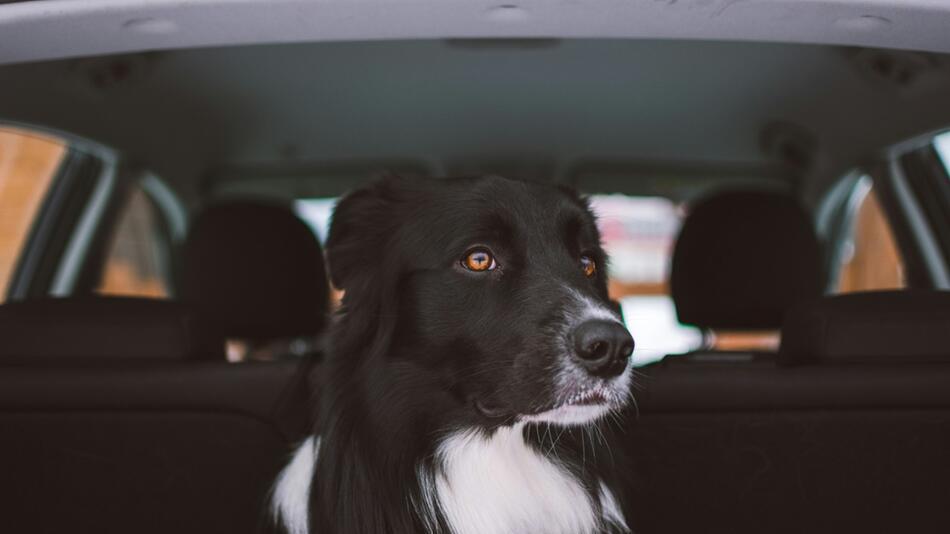 Der Hund konnte nicht mehr gerettet werden.