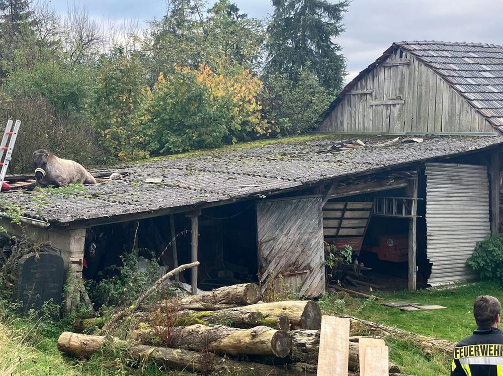 Pferd bricht in Schuppendach ein