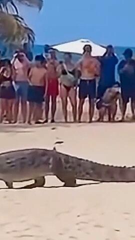 Krokodil spaziert an Badegästen am Strand vorbei