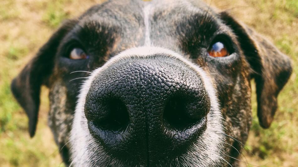 Die Nase eines Hundes kann eine große Hilfe sein.