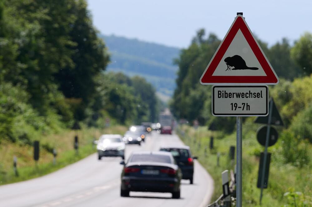 Straßenschild soll Biber schützen