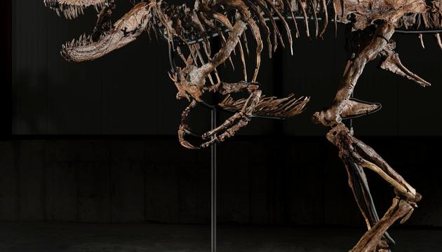 Dino-Skelett in New York versteigert