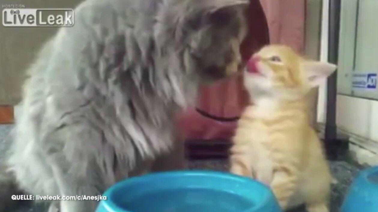 Partnersuche für katzen