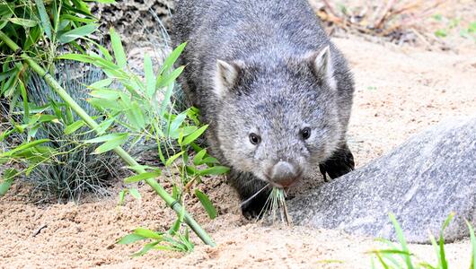 Wombat-Baby