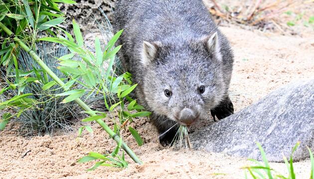 Wombat-Baby