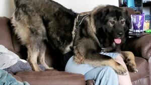 Riesenbrocken: Junger Hund begräbt Frau unter sich