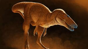 Tyrannosauroiden