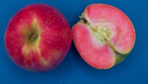 Aufgeschnittener und ganzer Kissabel-Apfel.