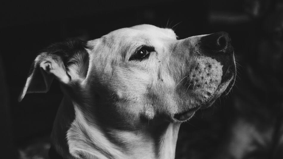 Hund beißt Mann in den Schritt – Halter flieht.