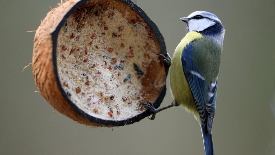 Meisen an einer mit Vogelfutter gefüllten Kokosnuss