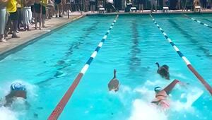 Außer Konkurrenz: Gänse nehmen an Schwimmwettbewerb teil