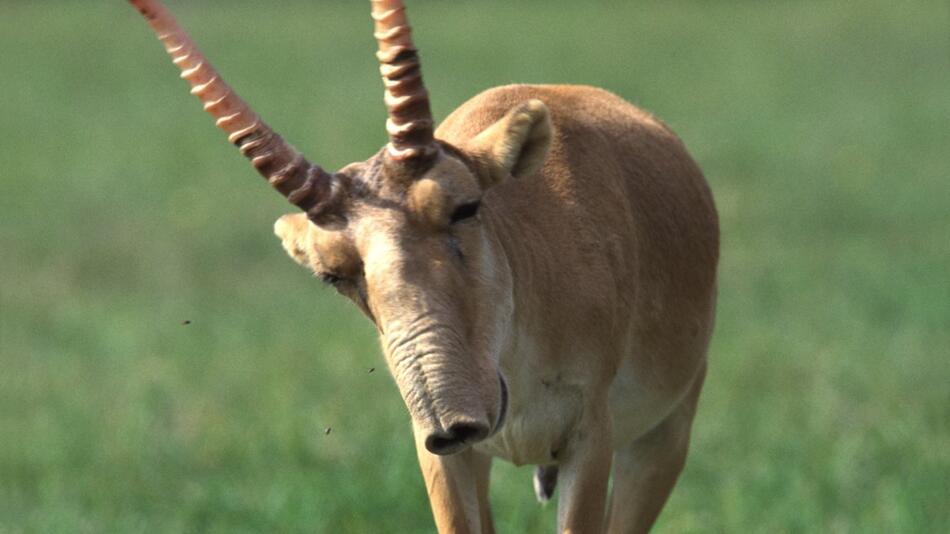 Saiga-Antilope