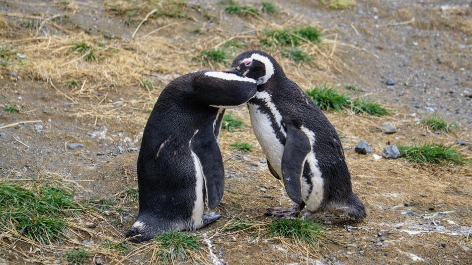 Pinguine wurden in Argentinien ausgewildert.