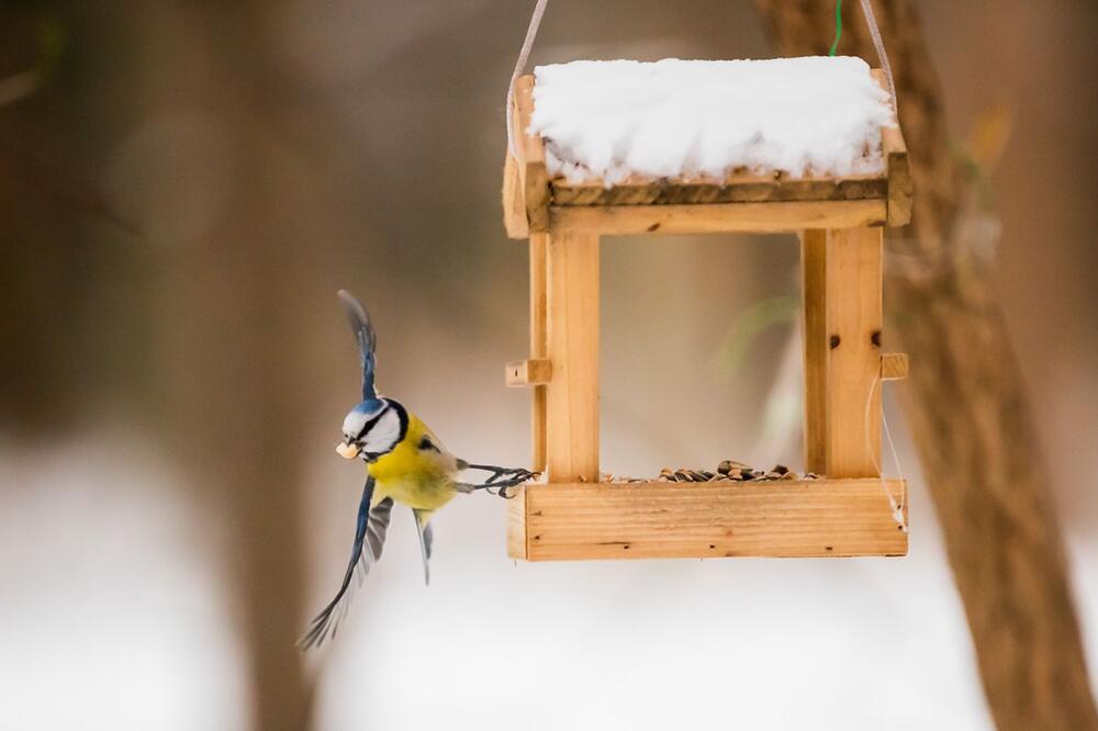 Meise holt sich Futter an einem Vogelhäuschen