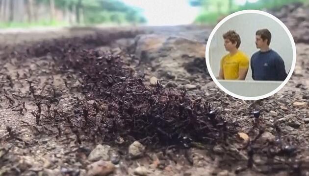 Tausende Ameisen geschmuggelt: Belgische Teenager in Kenia verurteilt