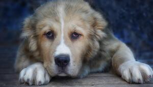 Teuerster Hund der Welt kostet 5,25 Millionen Euro