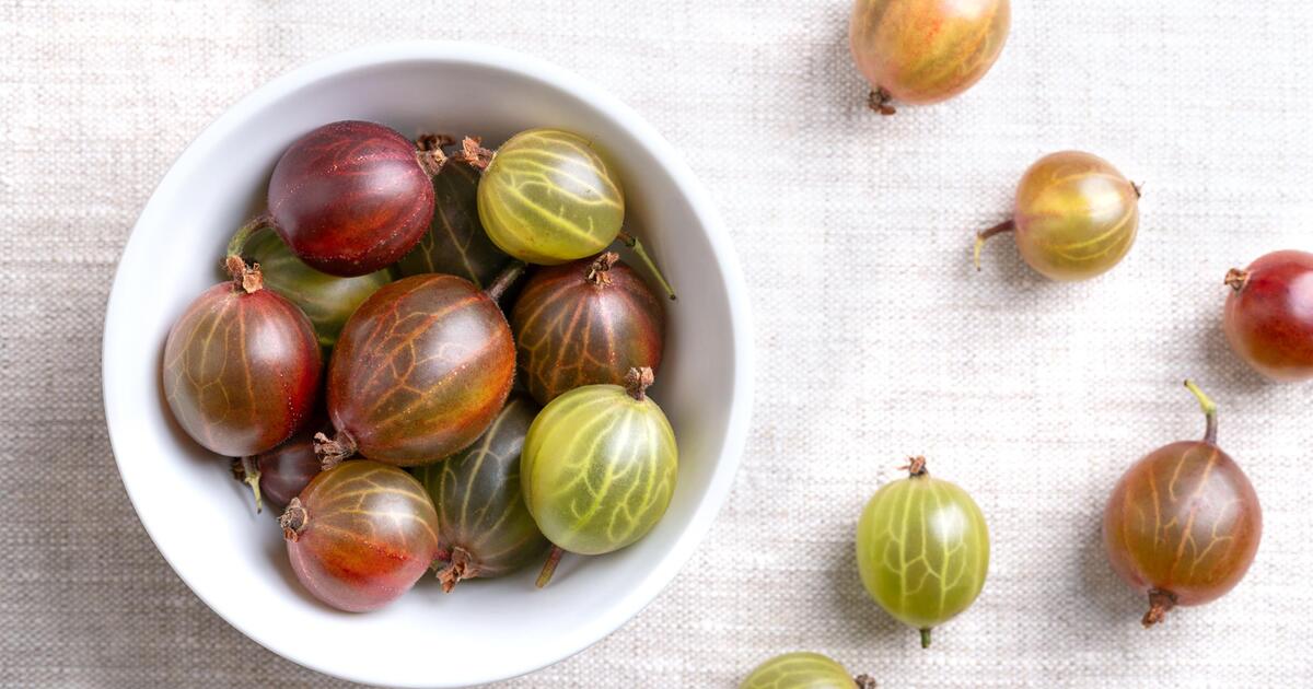 zypresse dünger Purgrün Zypressen-Dünger 1 kg