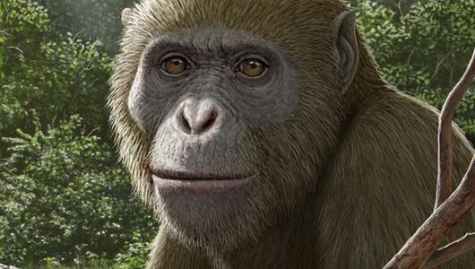 Illustration von Masripithecus moghraensis