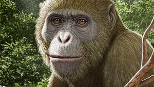 Illustration von Masripithecus moghraensis