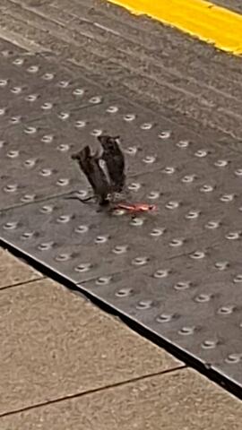 Ratten liefern sich Boxkampf auf Londoner U-Bahn-Steig