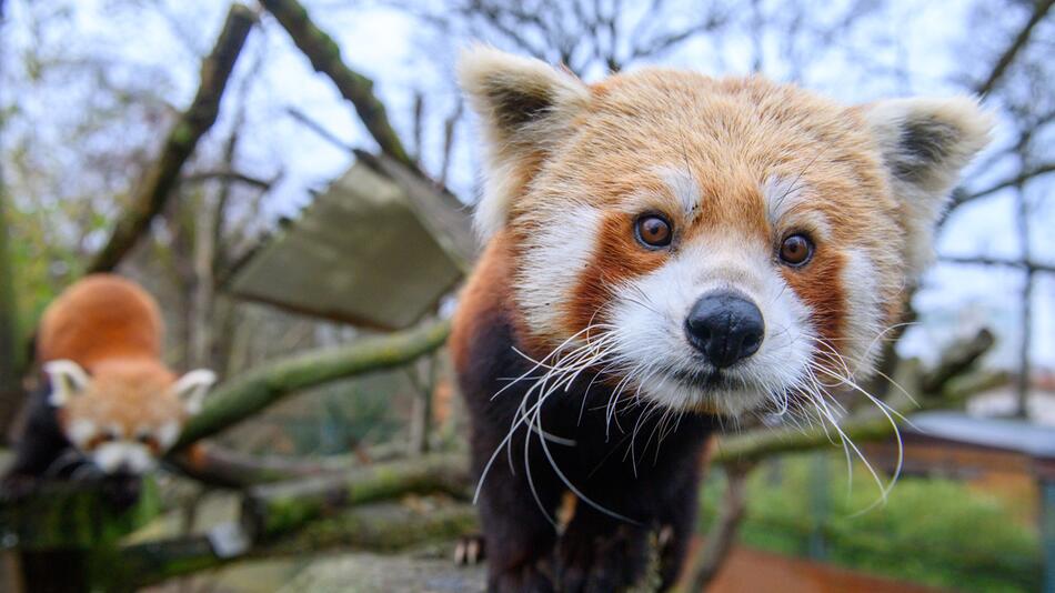 Neuzugang bei den Rote Pandas im Zoo Magdeburg