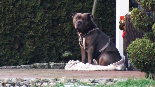 Spaziergängerin entdeckt Mann leblos in Graben