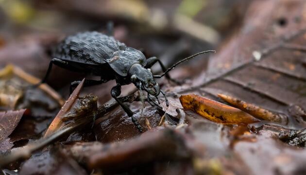 Schwarzer Grubenlaufkäfer