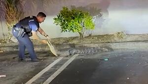 Mit bloßen Händen: Polizisten fangen Alligator auf Parkplatz in Florida ein