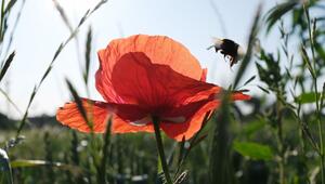 Sommerwetter