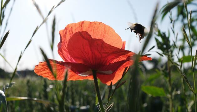 Sommerwetter