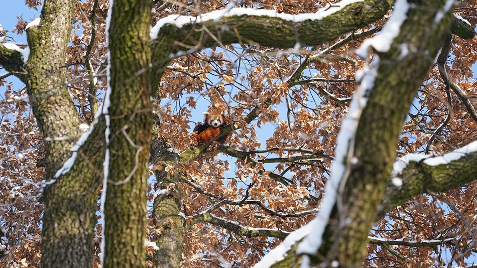 Roter Panda büxt aus Gehege im Kölner Zoo aus