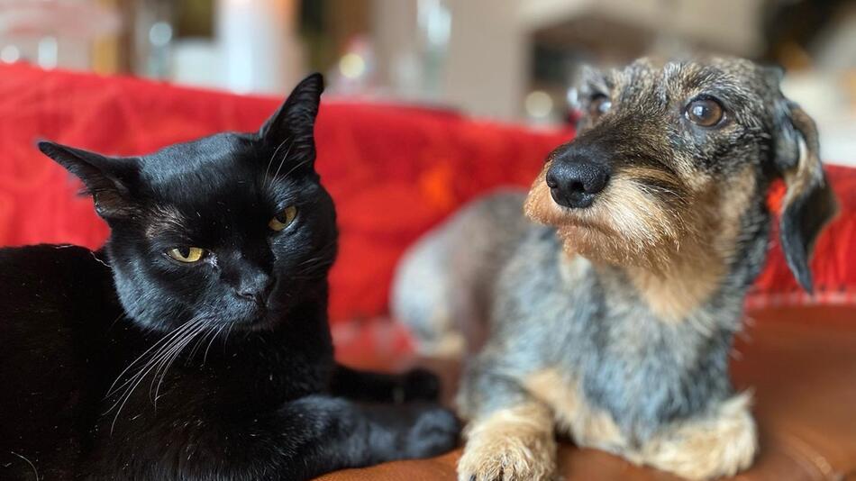 Kater auf Norderney gestohlen