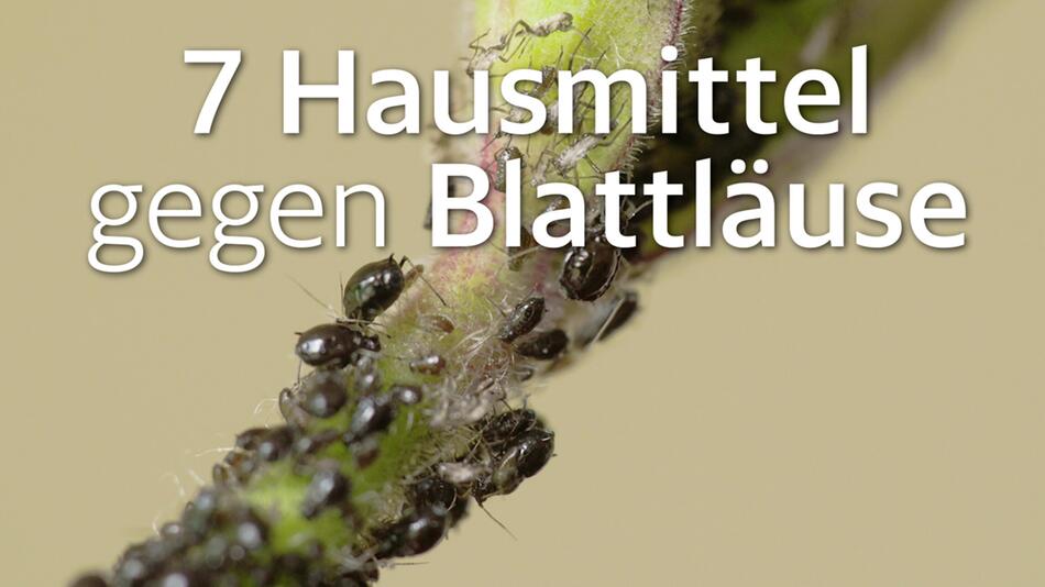 Blattläuse