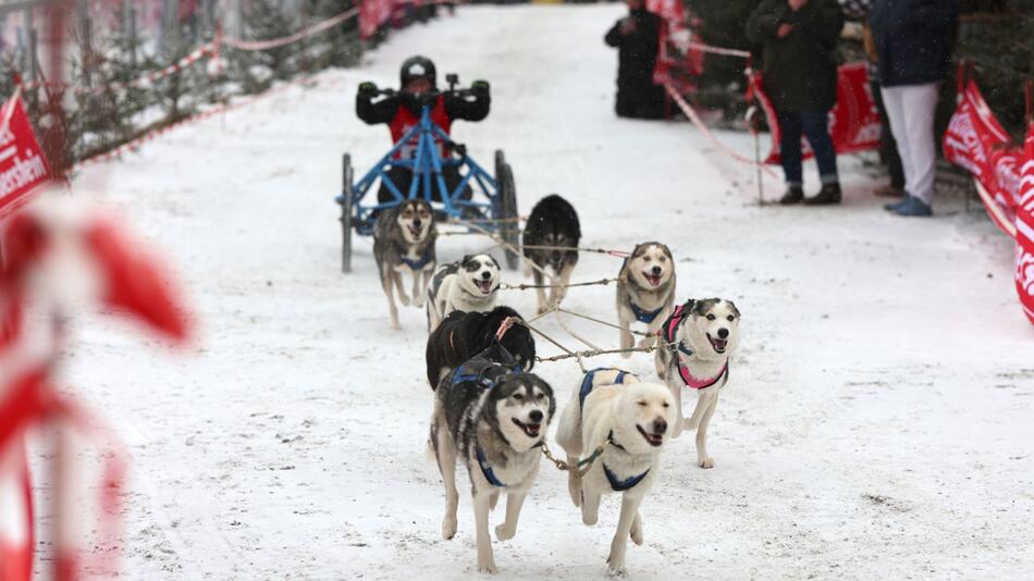 Schlittenhunderennen in Pullman City