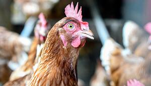 Huhn in Nahaufnahme