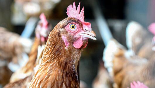 Huhn in Nahaufnahme