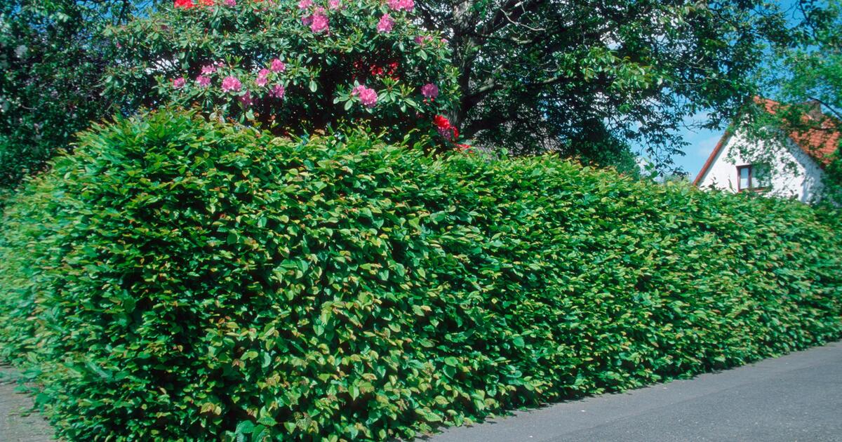 Sichtschutz im Garten: Diese Pflanzen machen einen Zaun berflssig | WEB.DE