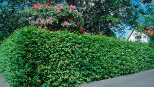 Eine Hainbuchen-Hecke schirmt ein Haus vom Gehweg ab.