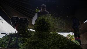 Koka: Anbau und Verarbeitung