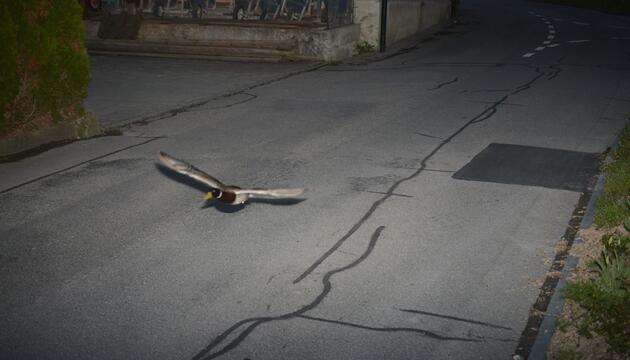 Rasende Ente in der Radarfalle