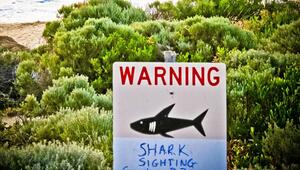 Ein Schild an einem australischen Strand warnt vor Haien