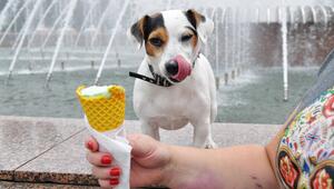 Hund