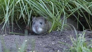 Ratte im Gebüsch