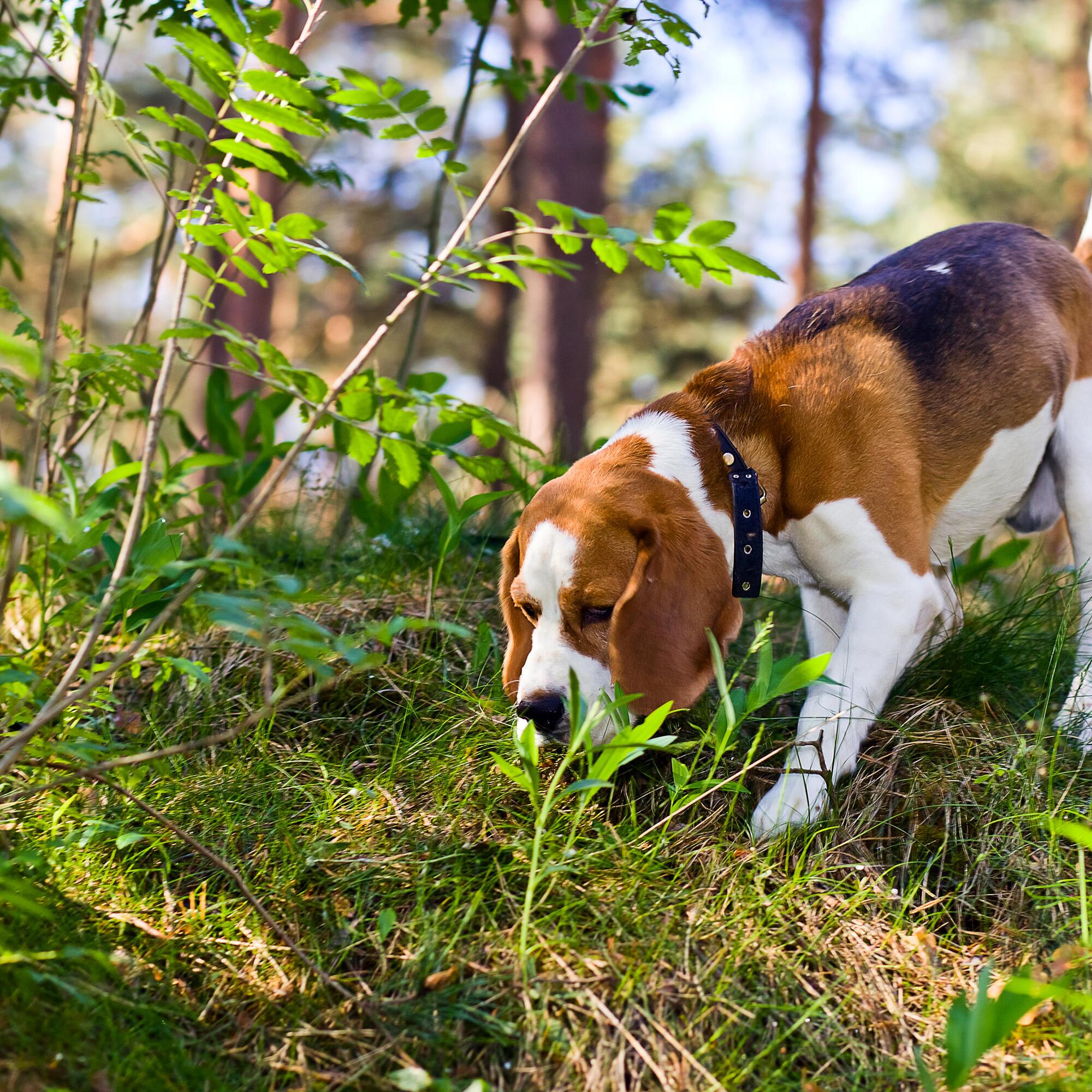 Gefahr im Garten: Diese Pflanzen sind giftig fr Hunde | WEB.DE