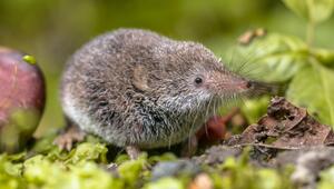 tiere, natur, deutschland, giftig, kreuzotter, spinnen, feuersalamander, gift