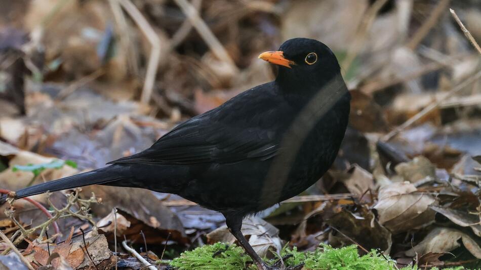 Wintervögel - Amsel