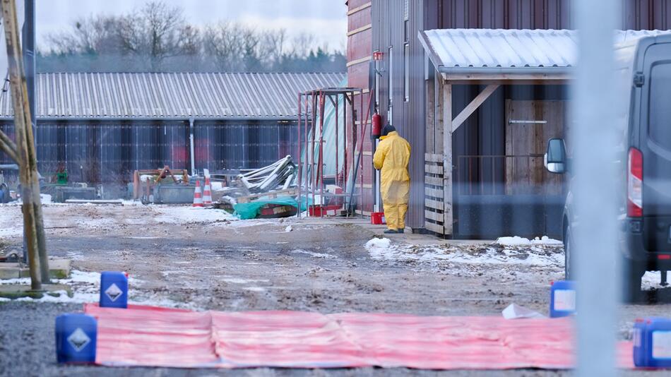 Maul- und Klauenseuche in Brandenburg