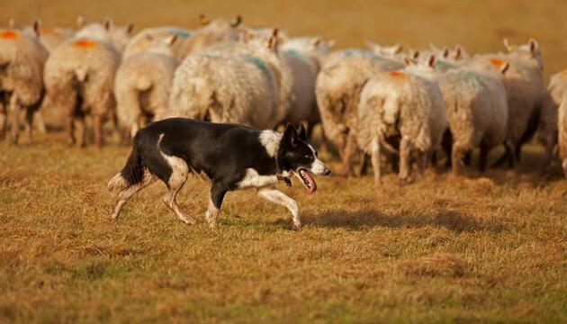 Border Collie