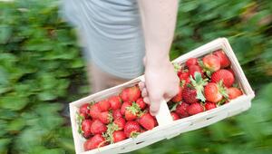 Frau mit Erdbeeren auf einem Selbstpflückerfeld